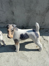Figur ~ Fox Terrier