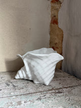 Urtepotte ~ Konkylie