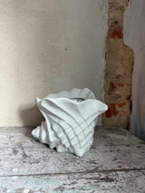 Urtepotte ~ konkylie