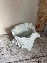 Urtepotte ~ konkylie